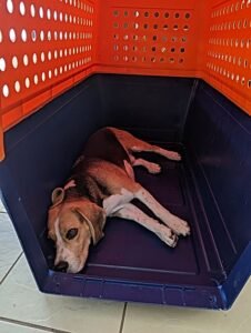 Sniffy the beagle mastering crate familiarisation training