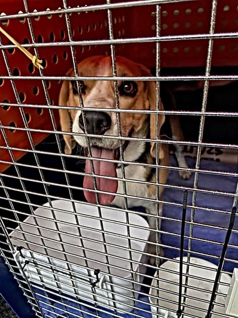 Sniffy the beagle leaving Australia
