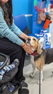 Sniffy the beagle receiving rabies vaccination at a vet clinic in Portugal for international export