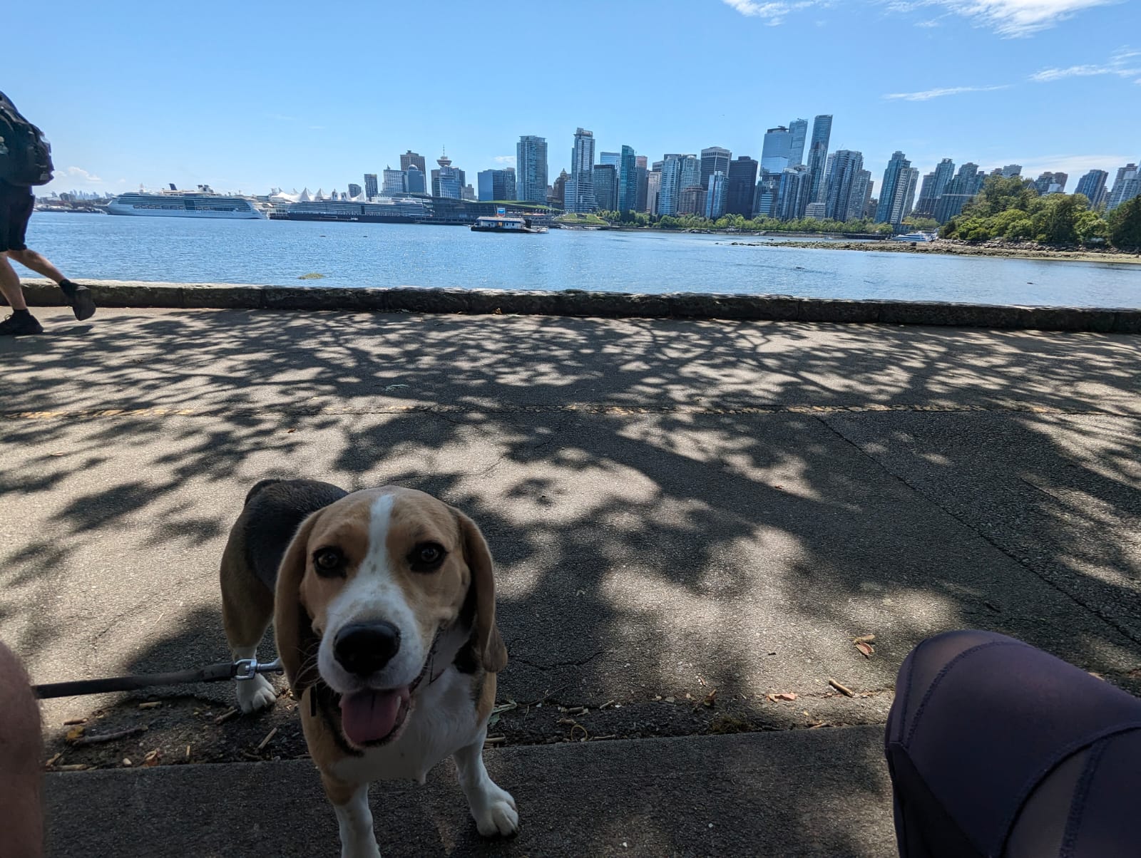 Exploring Stanley Park with Our Beagle Sniffy: A Day of Fun and Adventure