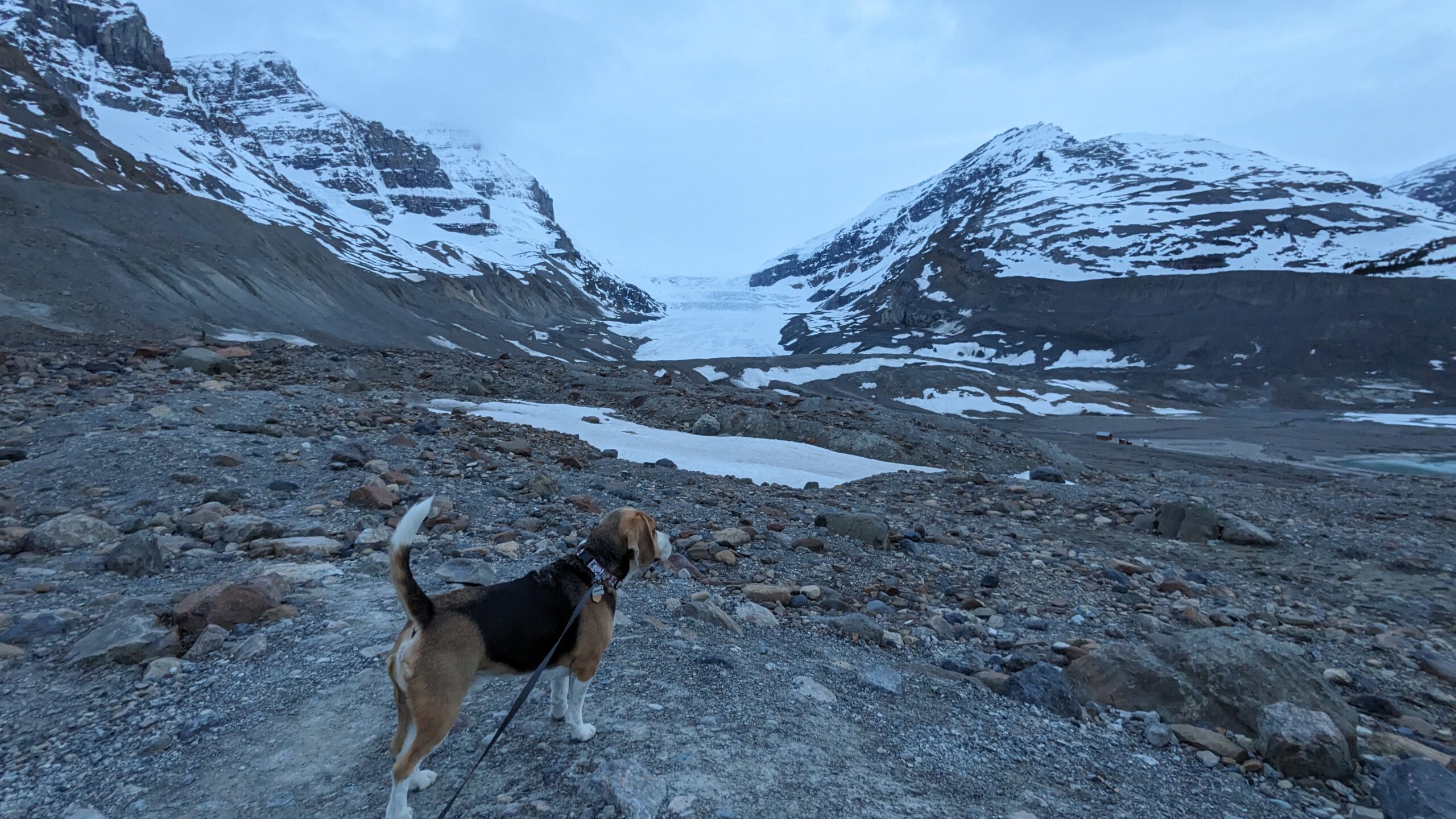 Taking Dogs to Canada’s National Parks in the Canadian Rockies: An Adventure with Sniffy