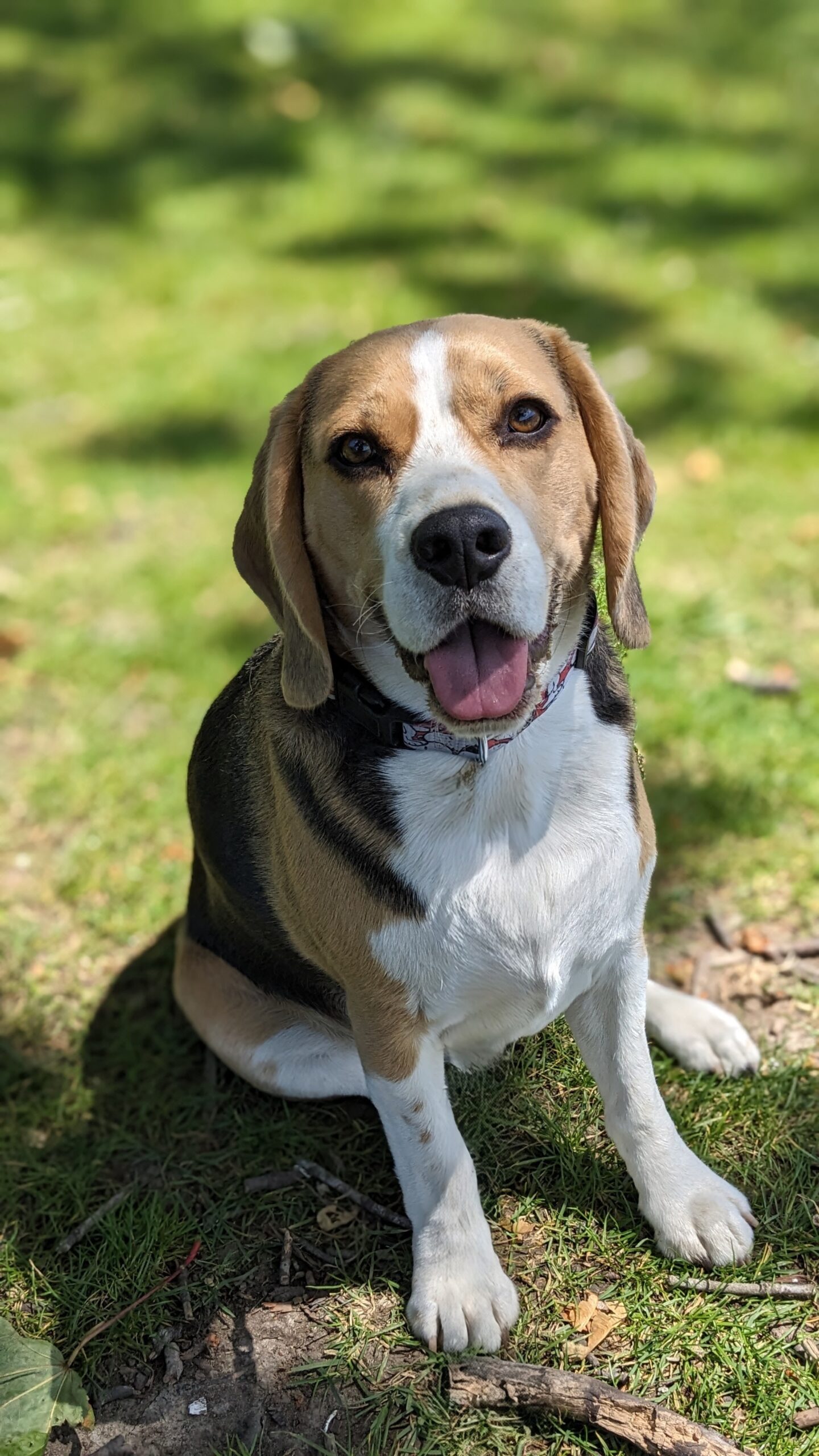 Read About Sniffy’s Sligrachan Beagle Heritage