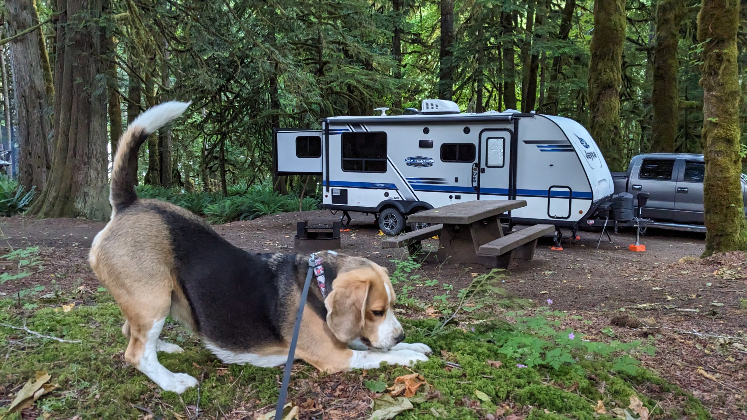 Exploring Olympic National Park Programs