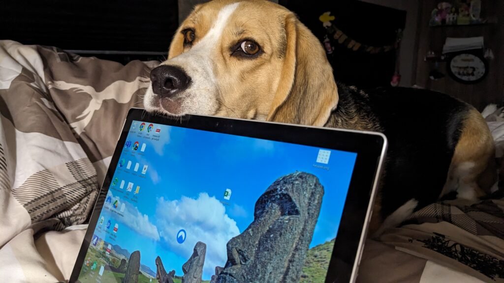 Beagle resting head on laptop