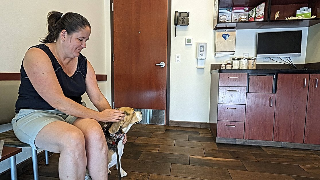 Sniffy the beagle at the Phoenix vet appointment - nervous
