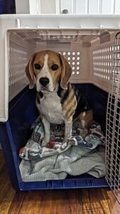 Sniffy the beagle in a crate