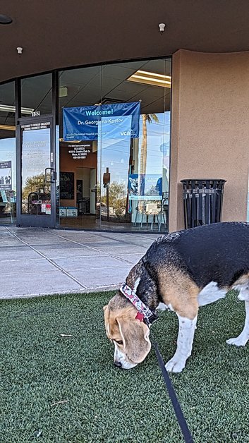 Sniffy the beagle at the vet