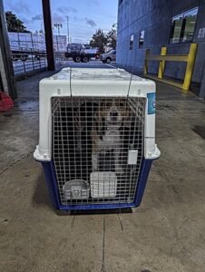 Sniffy the beagle saying goodbye at LAX airport before boarding a QANTAS Freight flight