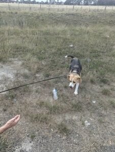Sniffy the beagle leaving Mickelham PEQ facility
