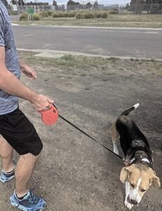 Image of Sniffy the beagle leaving Mickelham PEQ 3