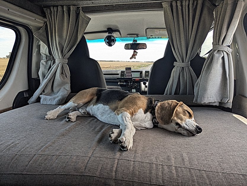 Dog relaxing in a camper van during an Australian road trip