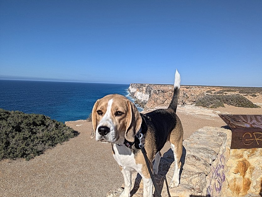 Nullabor Great Australian Bight Cliffs Lookout with Beagle Dog image on OzRoadTrip