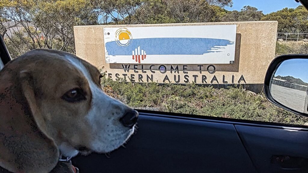 Beagle standing by Welcome to Western Australia Sign