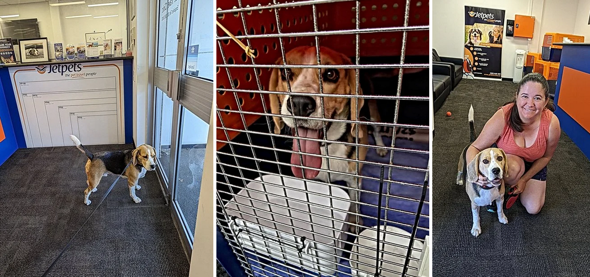 A series of three images showing Sniffy the Beagle at a Jetpets facility. In the first image, Sniffy stands on a leash inside the Jetpets office, looking towards the door. In the second image, Sniffy is inside his travel crate, panting with his tongue out. The third image captures a joyful reunion, with a woman kneeling beside Sniffy, smiling, while inside the Jetpets office.