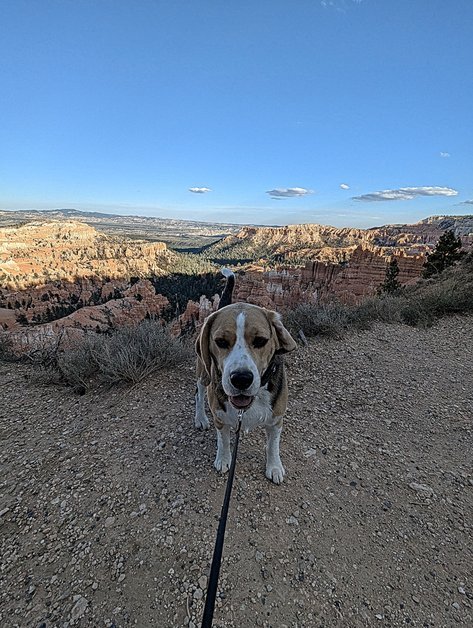 Sniffy the Beagle at sunrise point rim trail in Bryce Canyon National Park