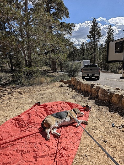 Beagle resting next to camper trailer at Bryce Canyon National Park campground