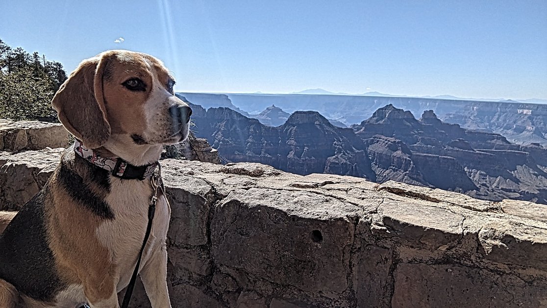 Taking Dogs to Grand Canyon National Park