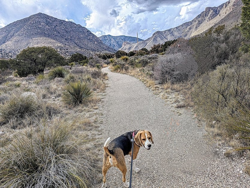 Beagle dog enjoying the pine springs pinery trail in Guadalupe Mountains National Park, Texas