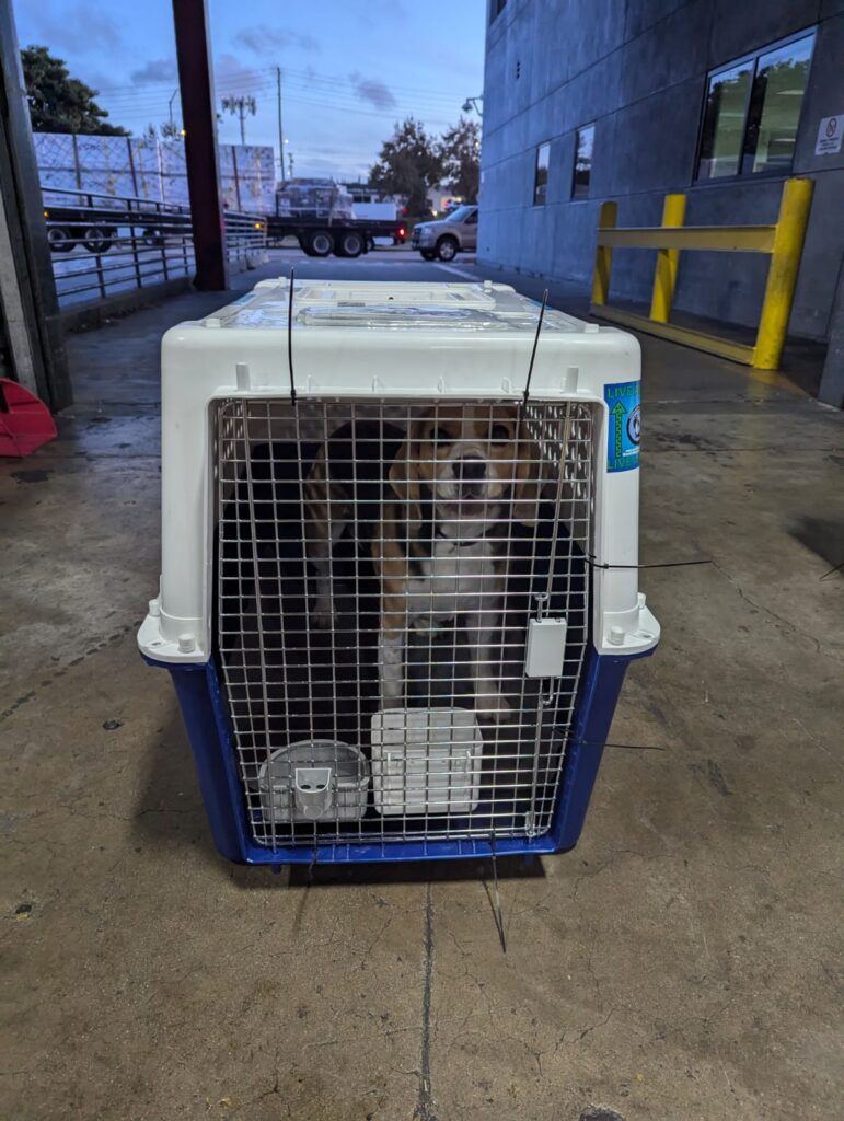 View of Dog Travel Crates: IATA Standards, Model Summaries & Measurements
