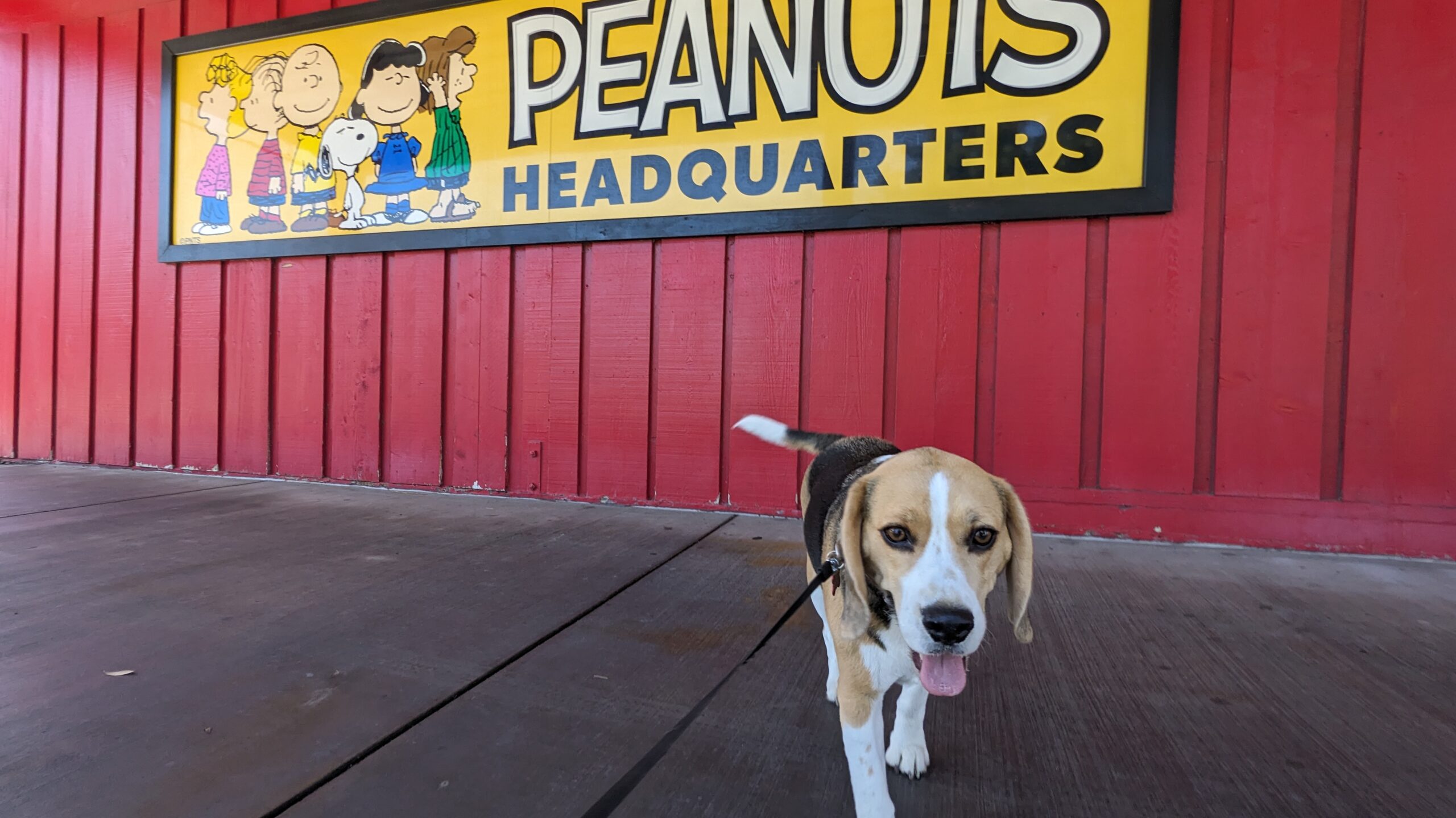 Sniffy the Beagle Visits Peanuts Headquarters at Knott's Berry Farm