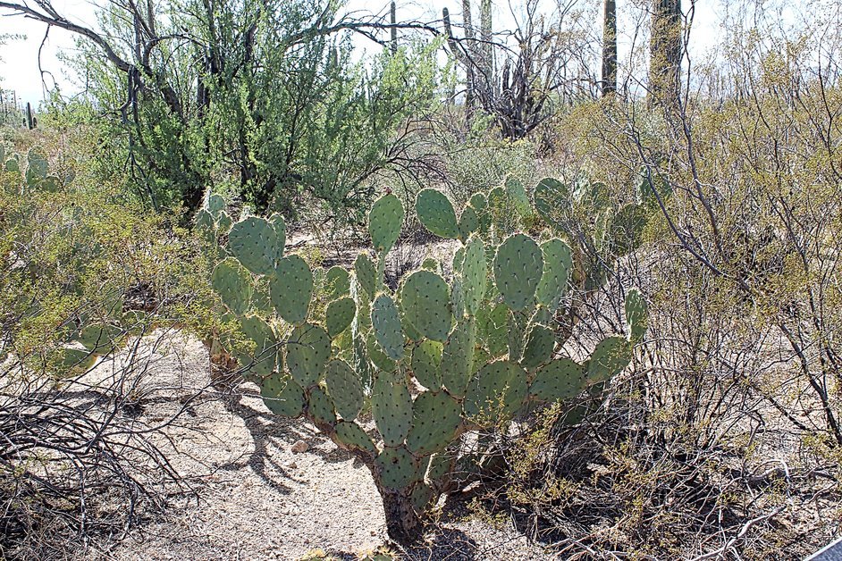 Saguaro National Park Cactus Garden Trail in Fall