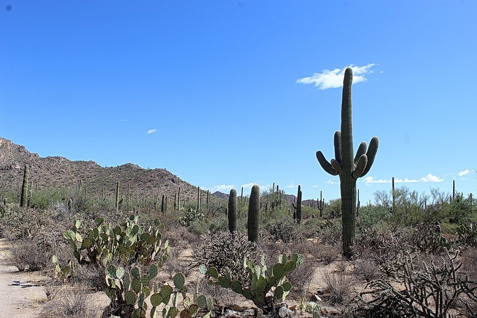 Saguaro National Park Texas prickly pear and saguaro cactus