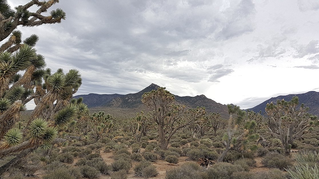 Saguaro National Park West Desert Discovery Nature Trail