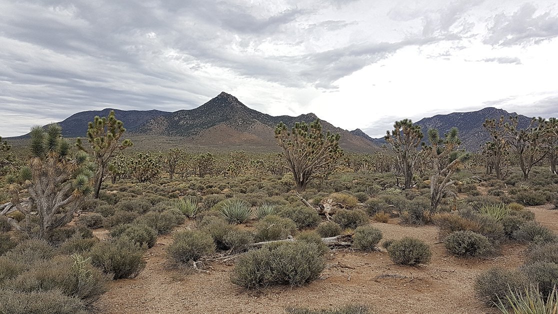 Exploring the Desert Discovery Nature Trail at Saguaro National Park West