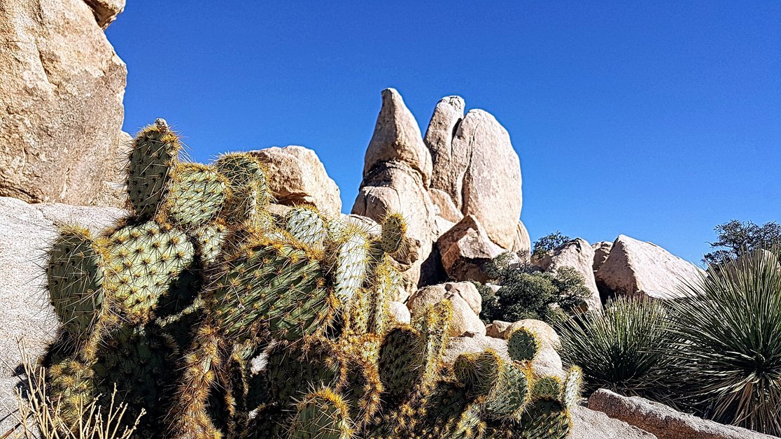 Exploring the Desert Discovery Nature Trail at Saguaro National Park West