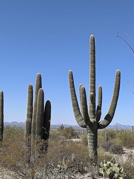 Saguaro National Park old cactus standing over valley on Cactus Garden Trail