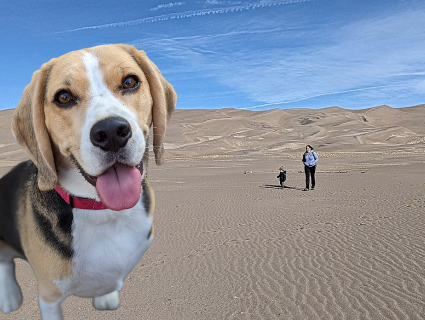 Dogs Allowed at Great Sand Dunes National Park Sandpit Picnic Area