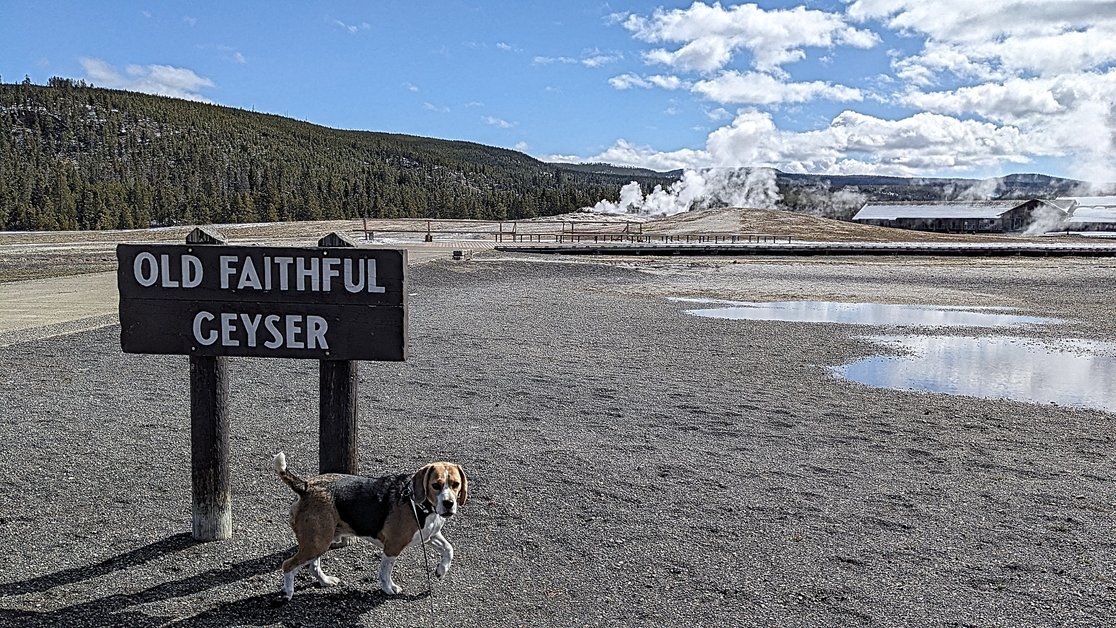 Old Faithful Geyser Yellowstone National Park with Beagle Dog