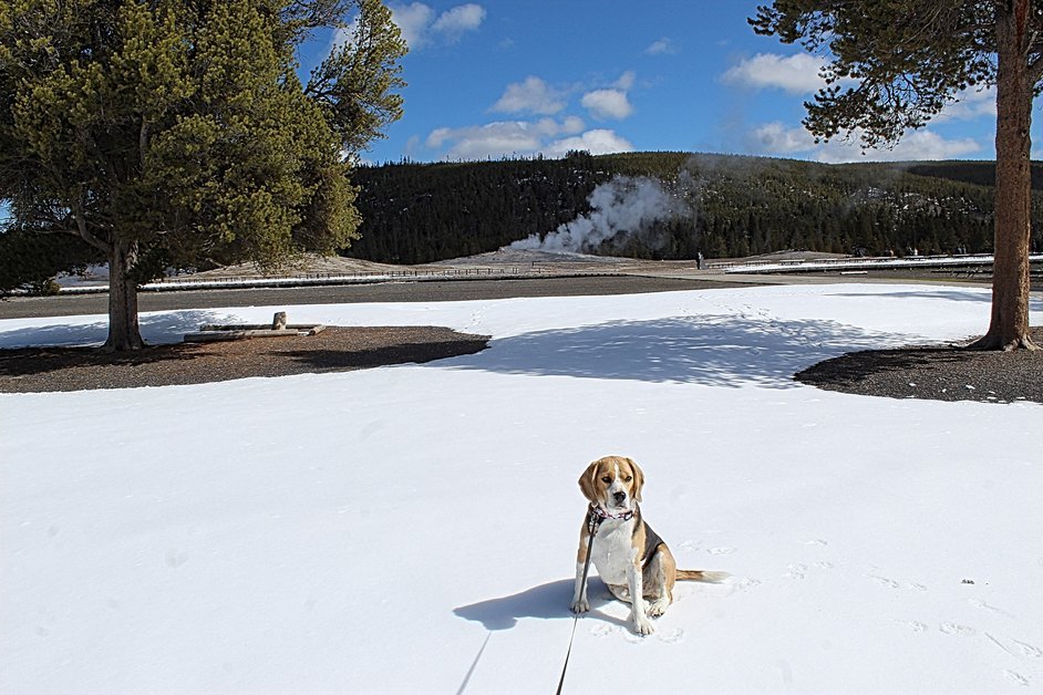 Exploring Yellowstone National Park: A Dog-Friendly Adventure