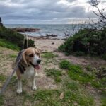 A happy Beagle on a leash ready for adventure on a sandy path leading to a dog-friendly beach, perfect for coastal walks.